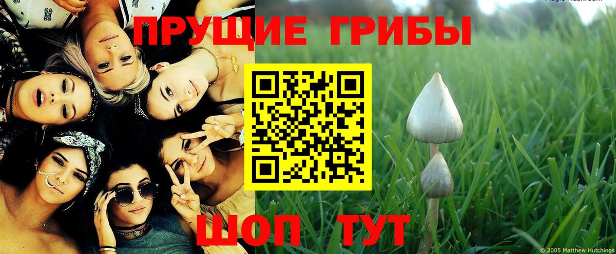 Псилоцибиновые грибы Psilocybe  Вход с VPN  что такое   Таганрог 
